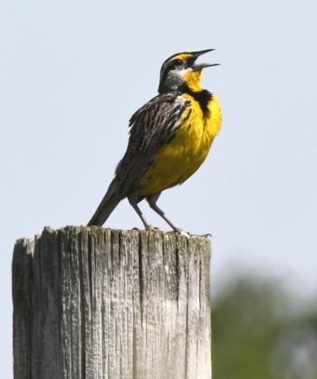 #bird-column, #boothbay register, #jeff and allison wells, #maine, #birds, #migration, #eastern meadowlark